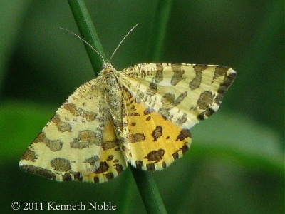 speckled yellow (Pseudopanthera macularia) Kenneth Noble
